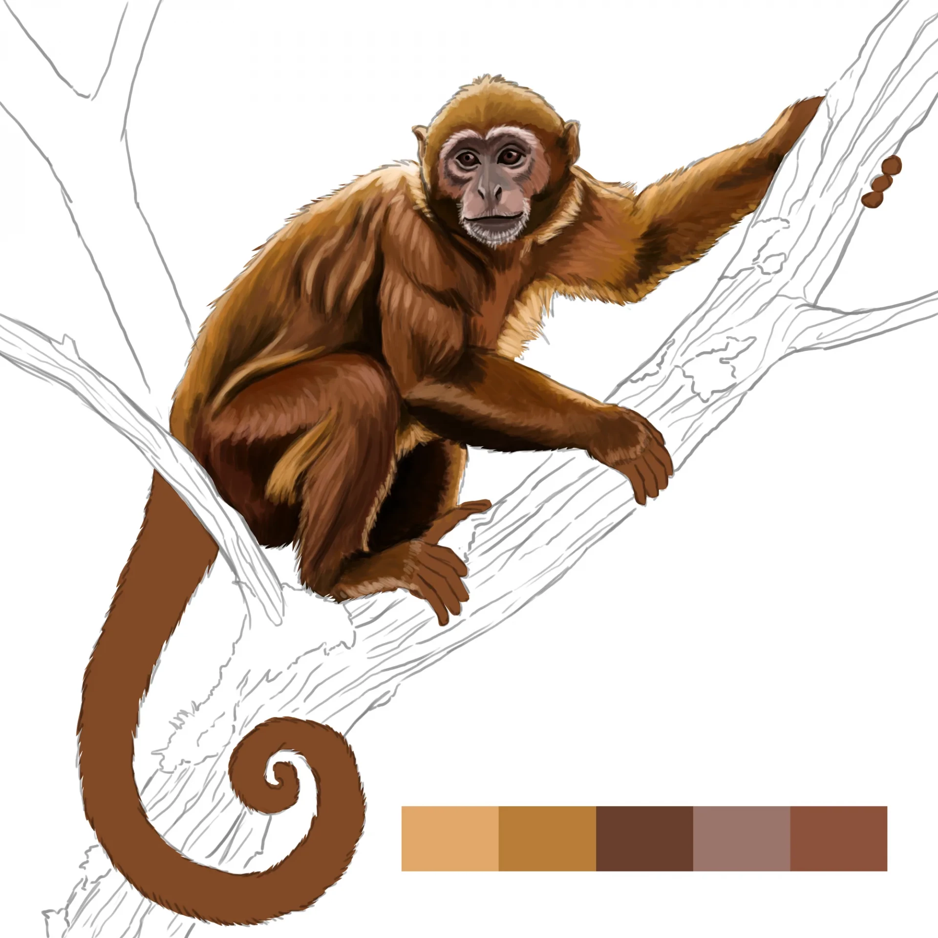dessiner la couleur du pelage d’un singe