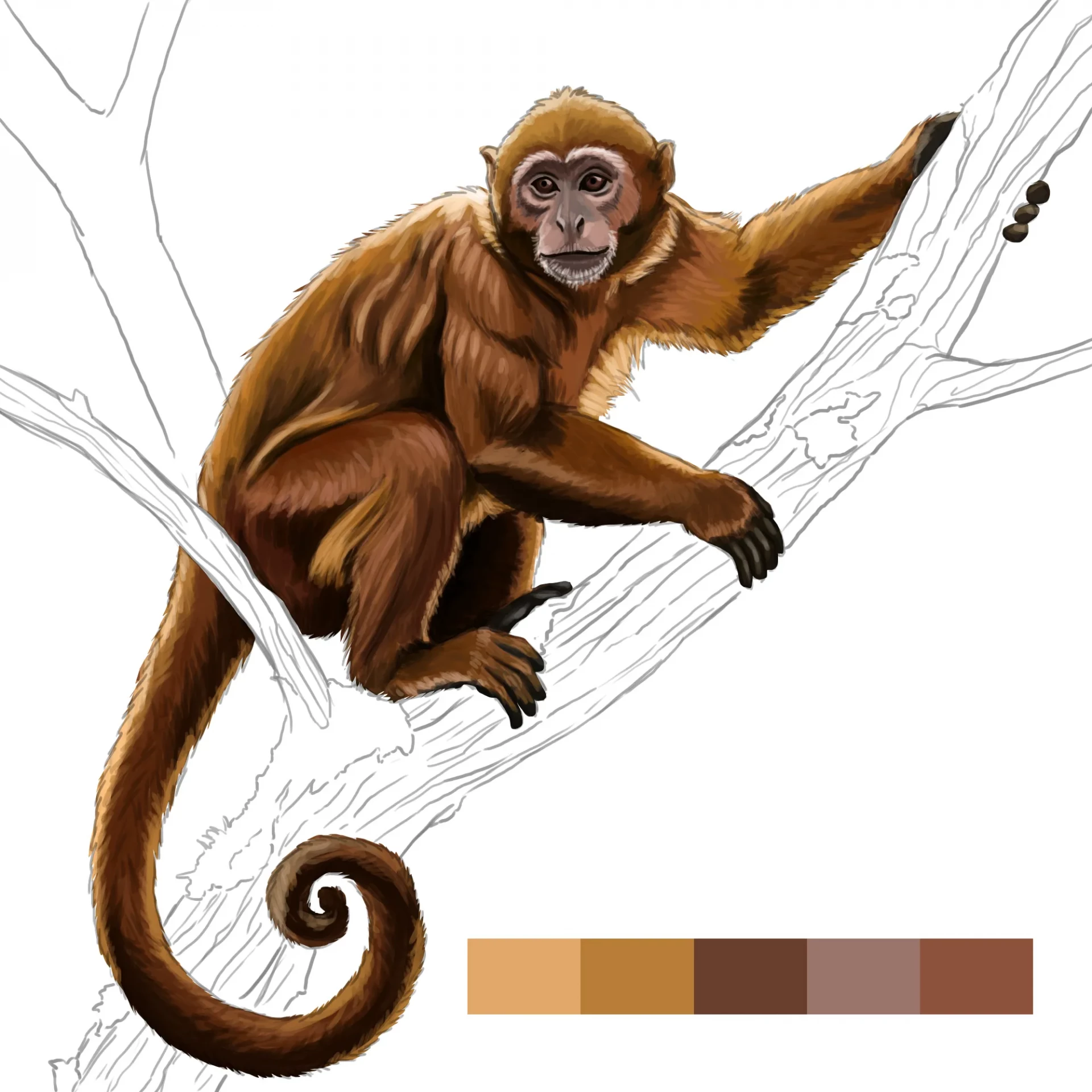 dessiner la couleur de la queue d’un singe