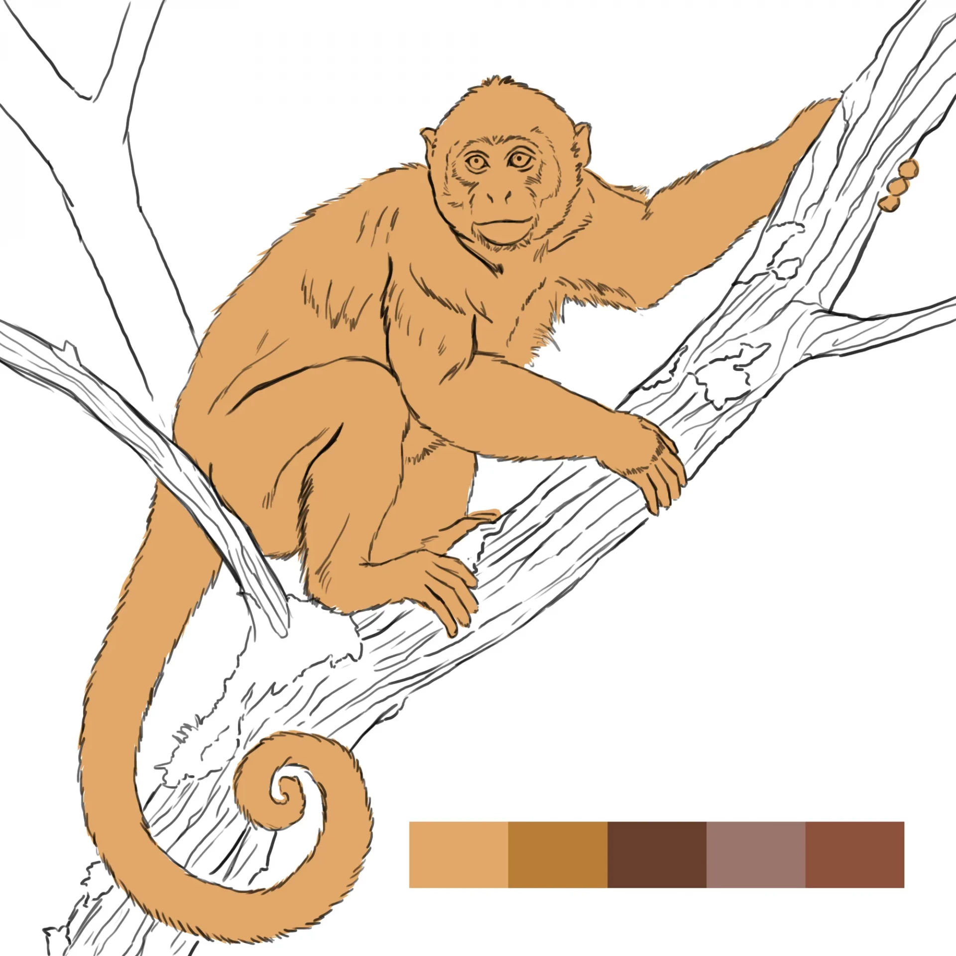 dessiner la couleur d’un singe