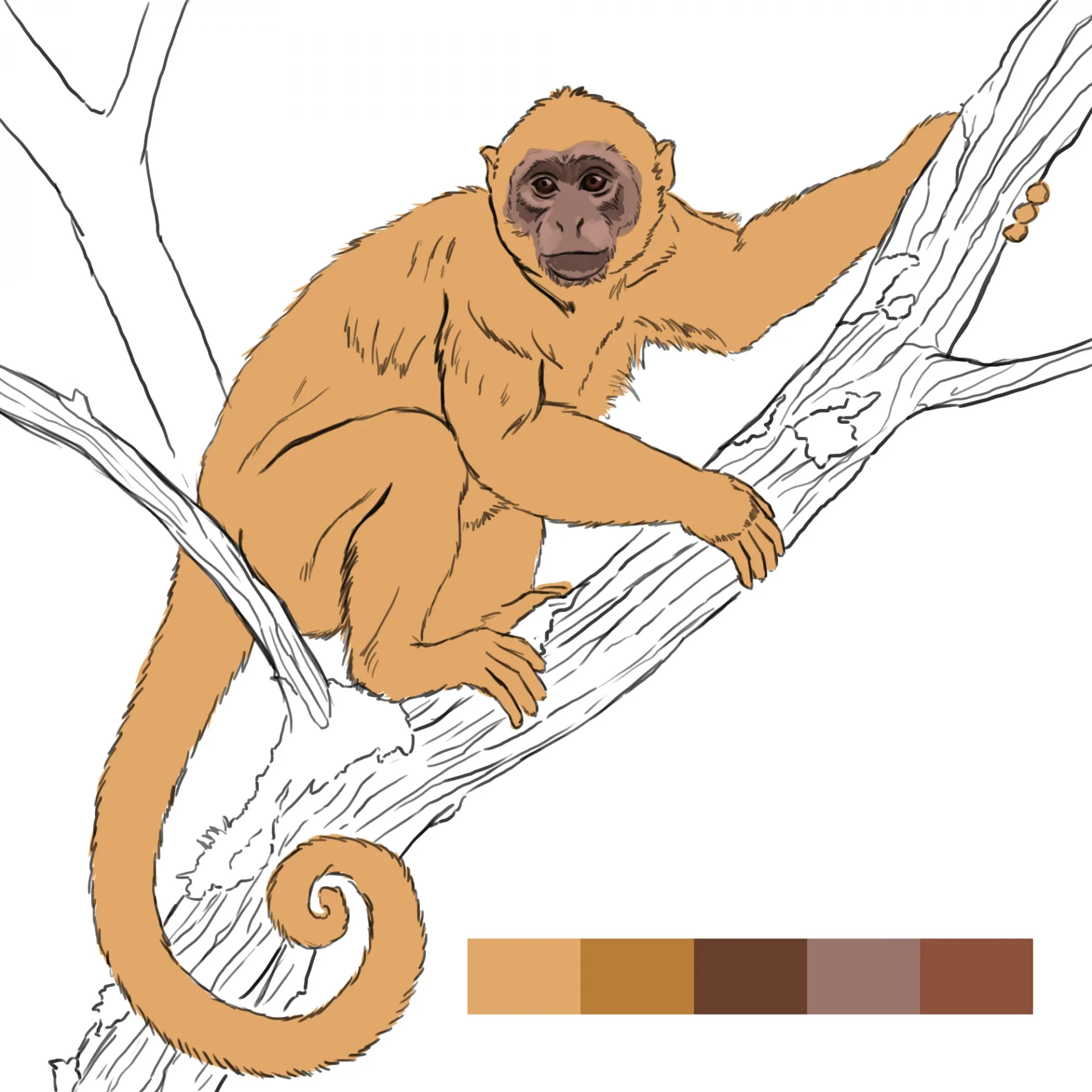 dessiner la couleur du visage d’un singe