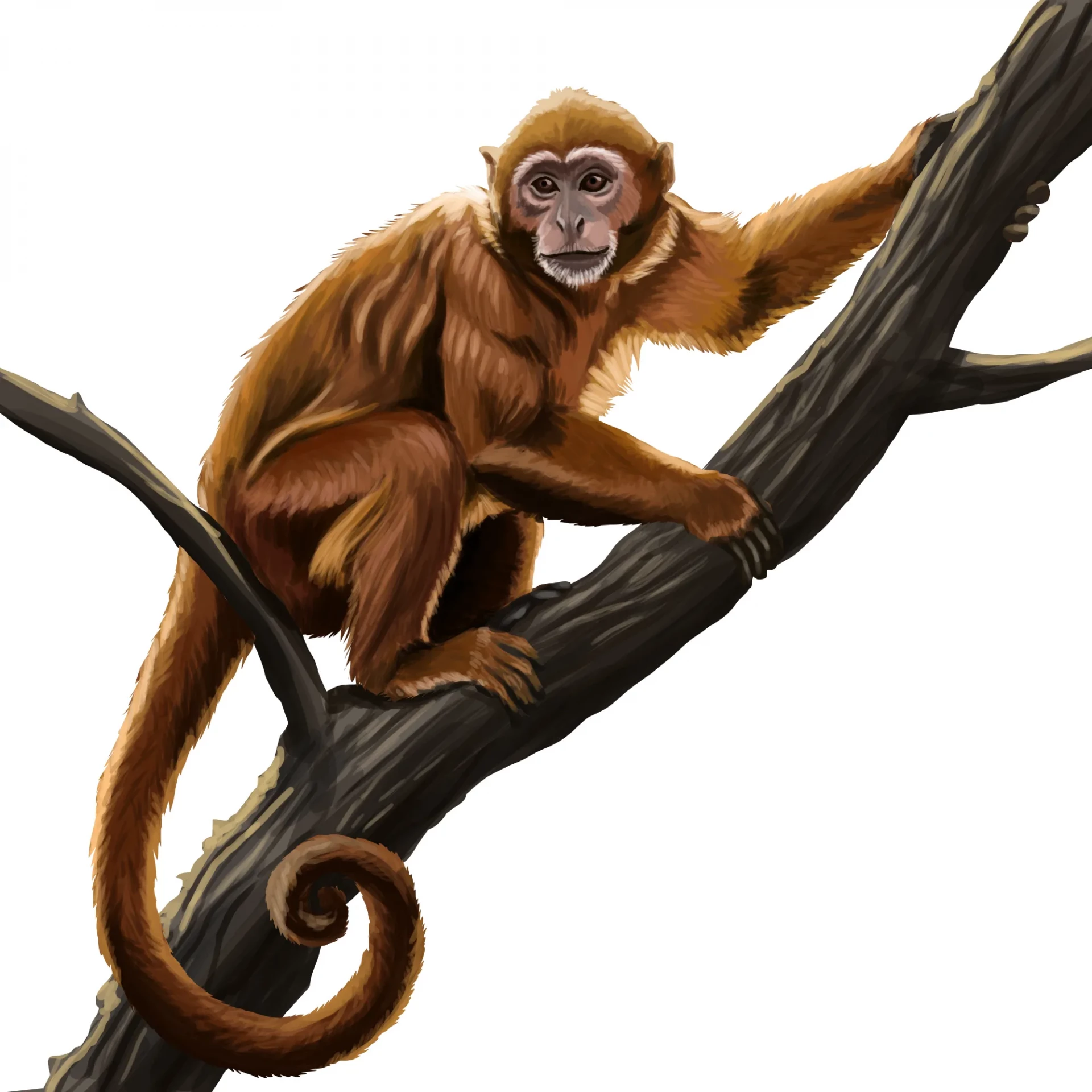 dessiner les détails d’un singe