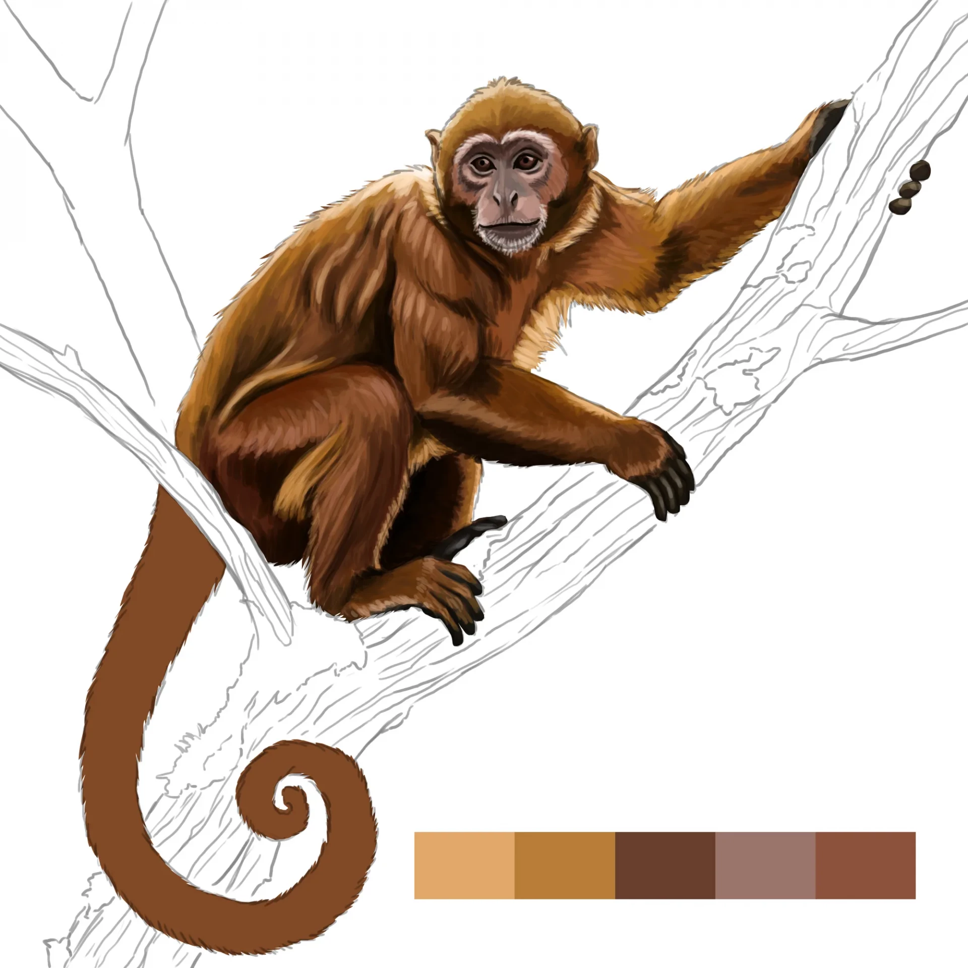dessiner les doigts d’un singe