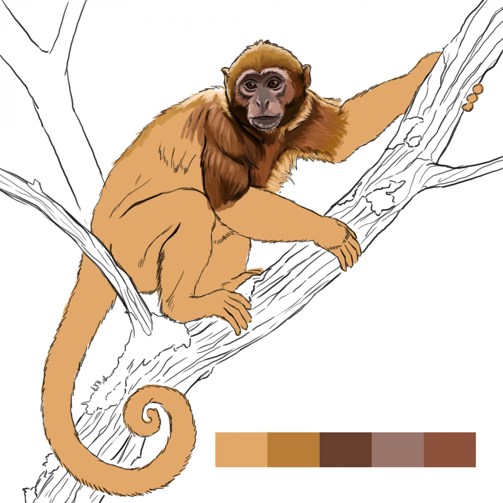 dessiner les épaules d’un singe