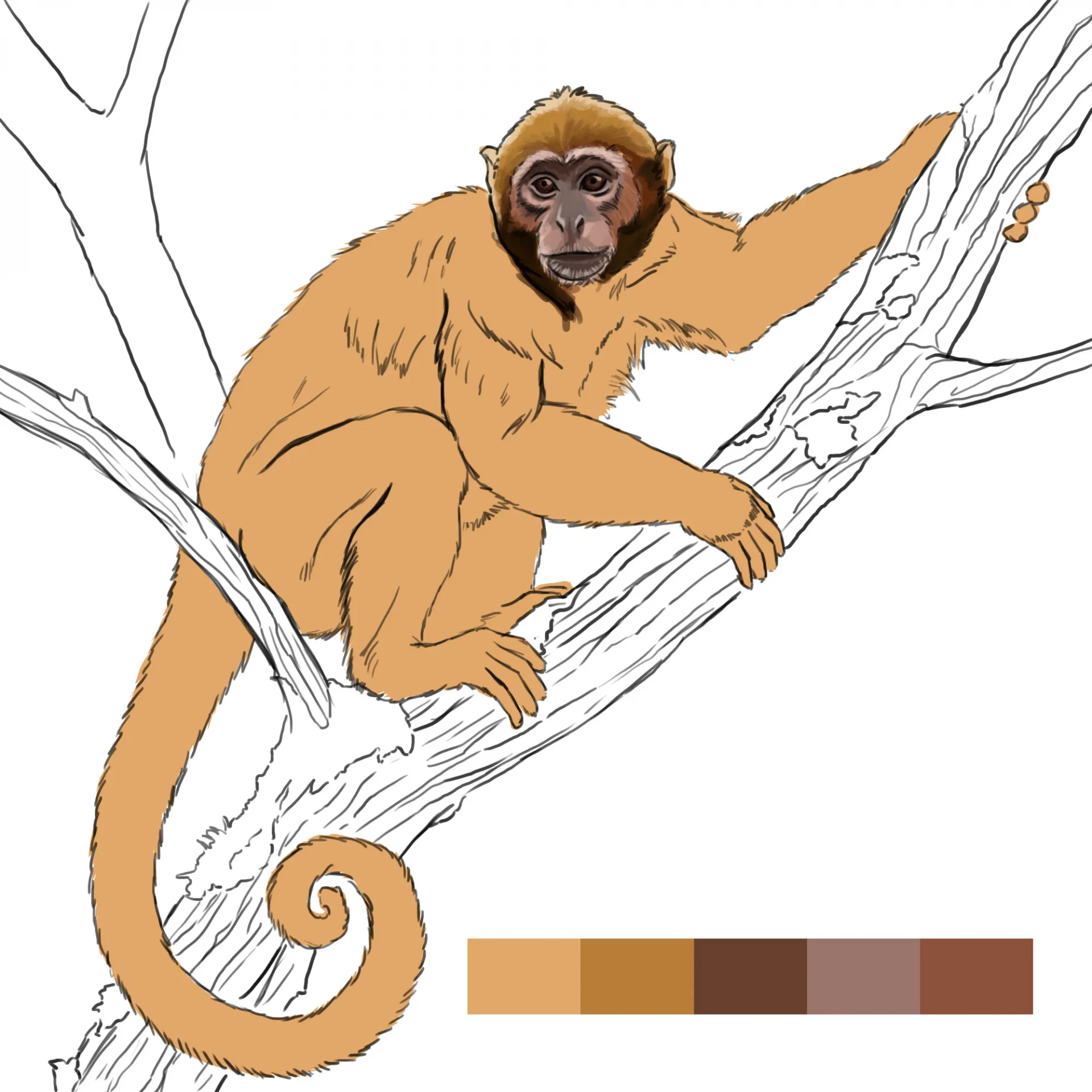dessiner la mâchoire d’un singe