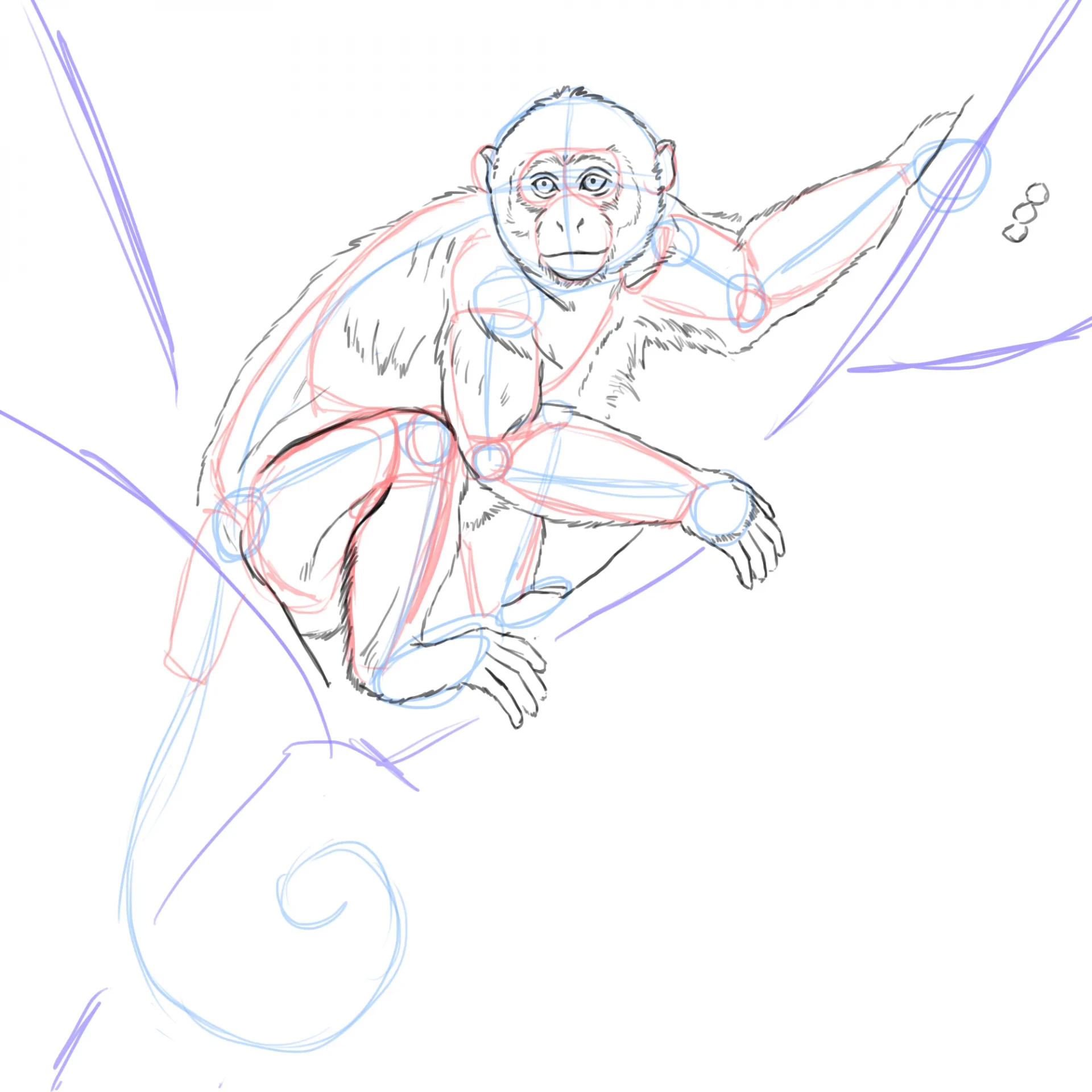 dessiner les mains d’un singe