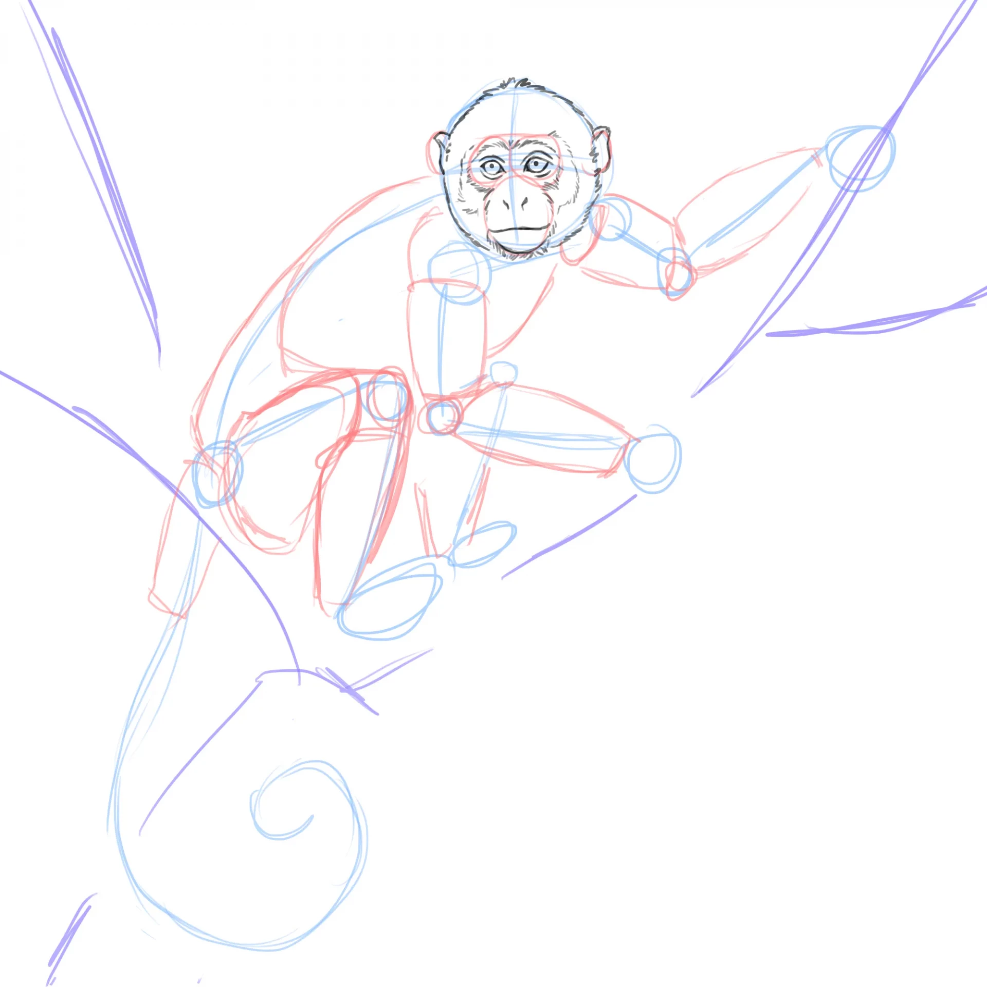 dessiner les oreilles d’un singe