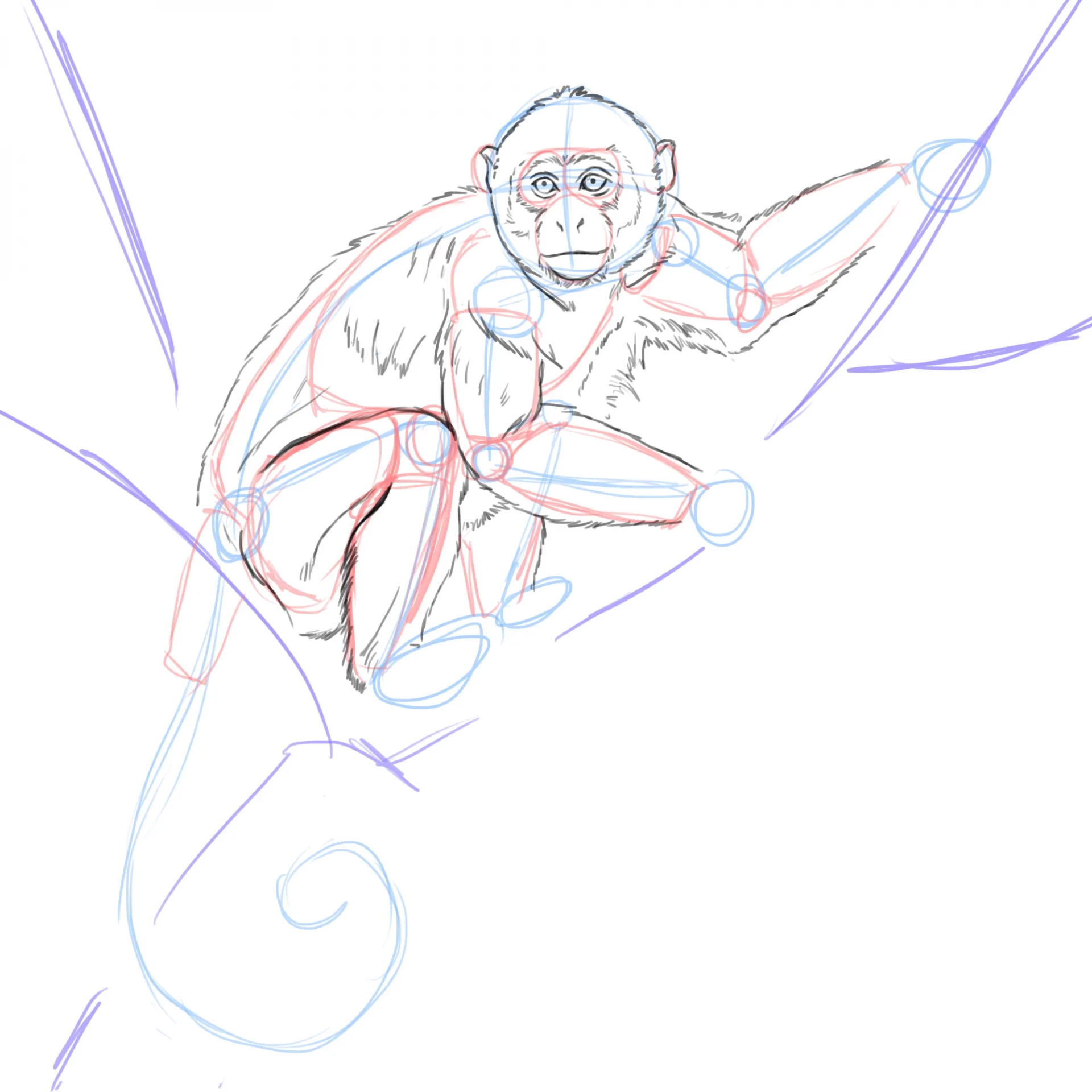 dessiner le pelage d’un singe