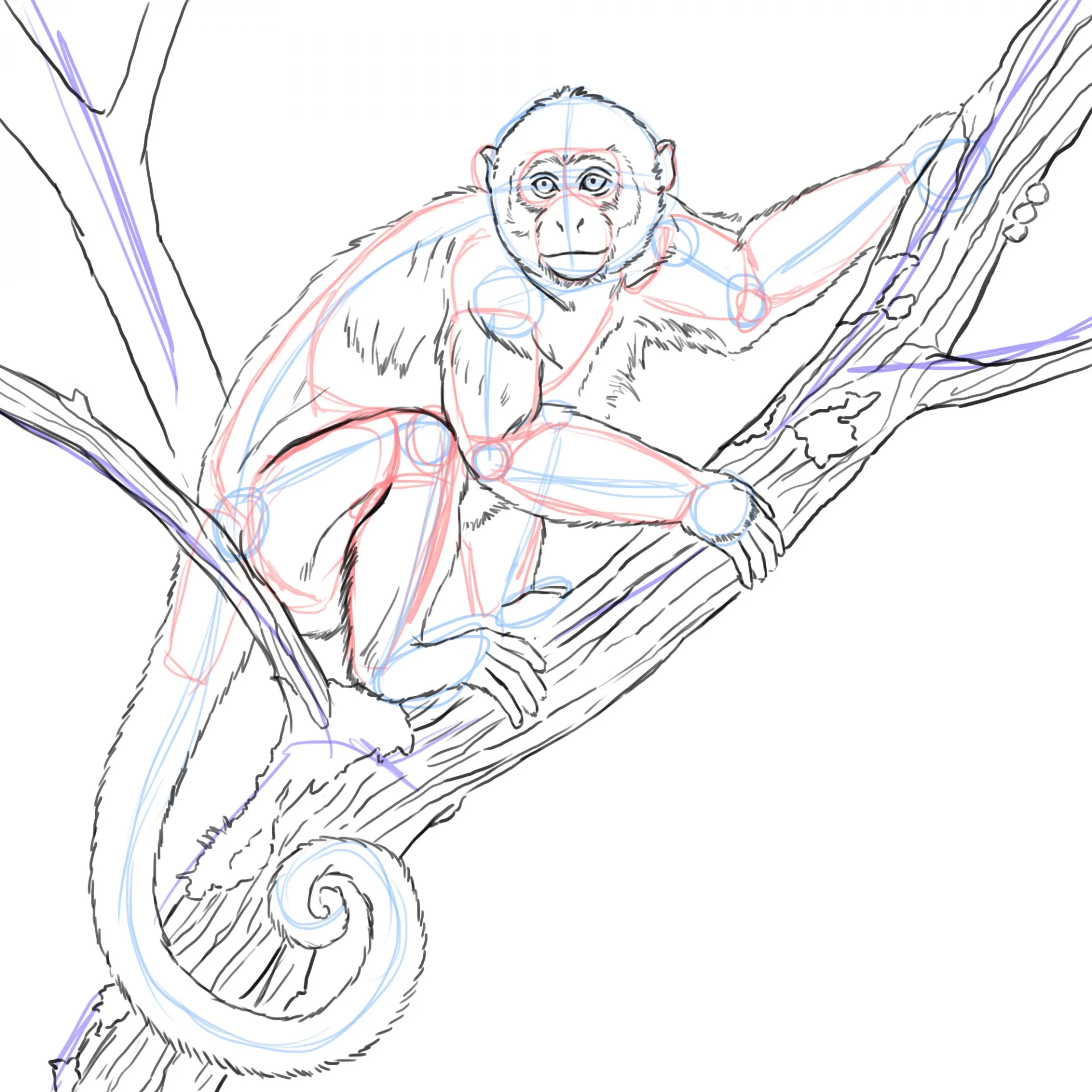 dessiner la queue d’un singe