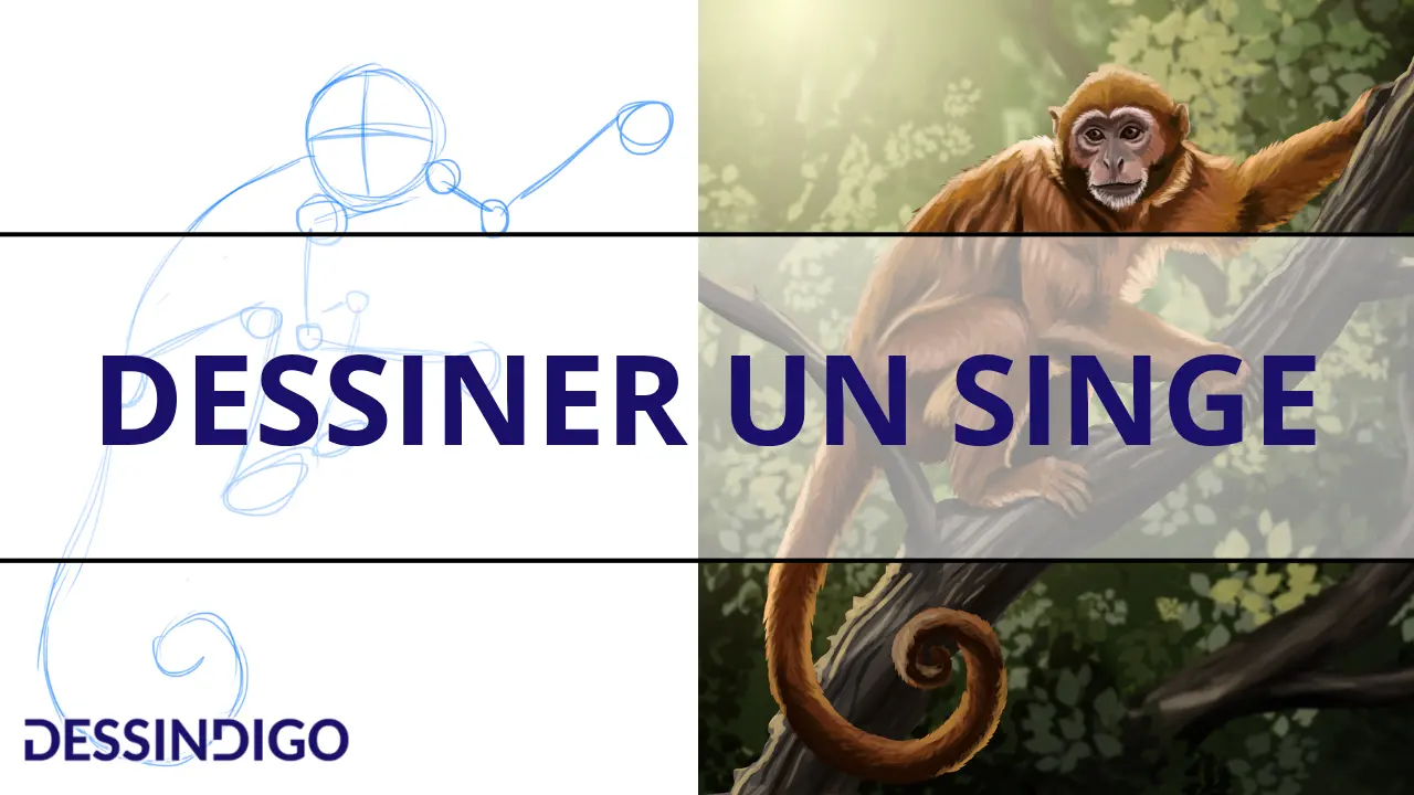 Dessiner un singe