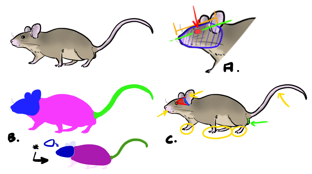 Anatomie du corps de la souris