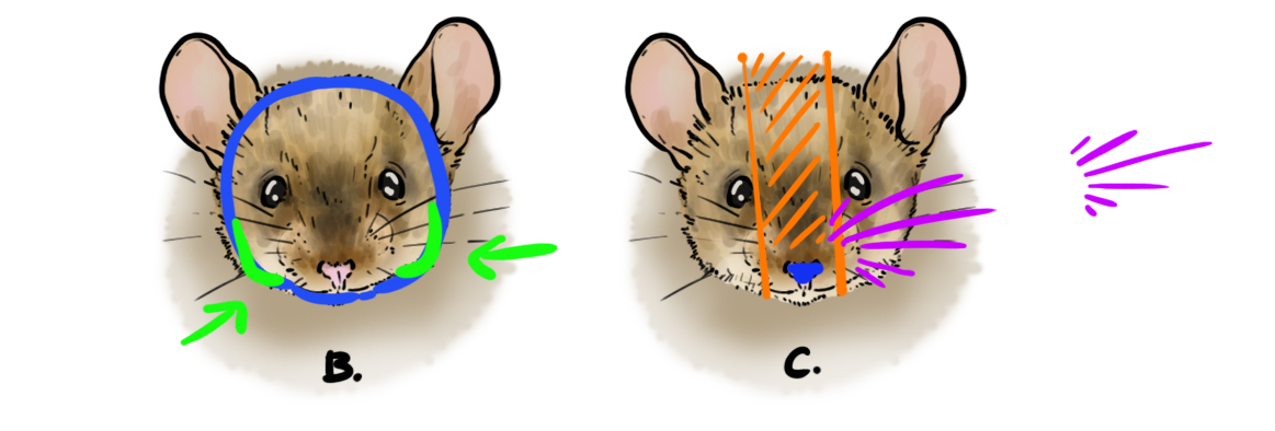 Schéma détaillé de la tête de la souris