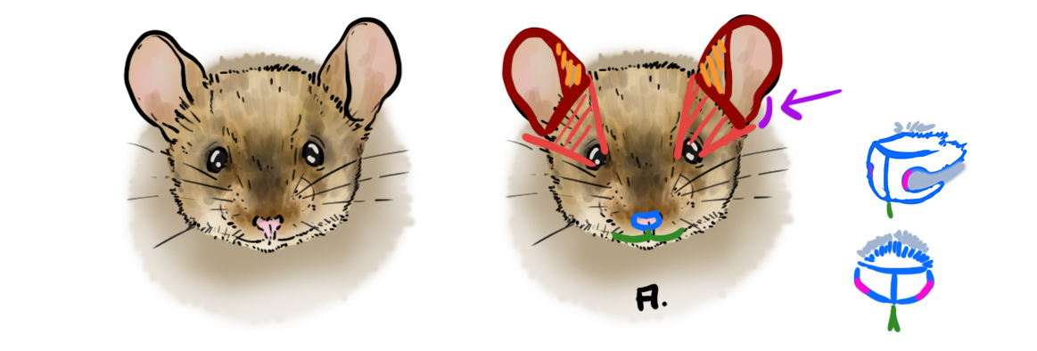 Schéma de la tête de la souris