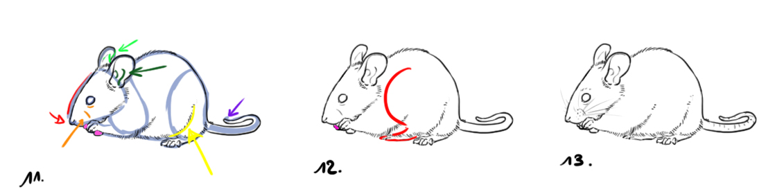 dessiner la fourrure de la souris