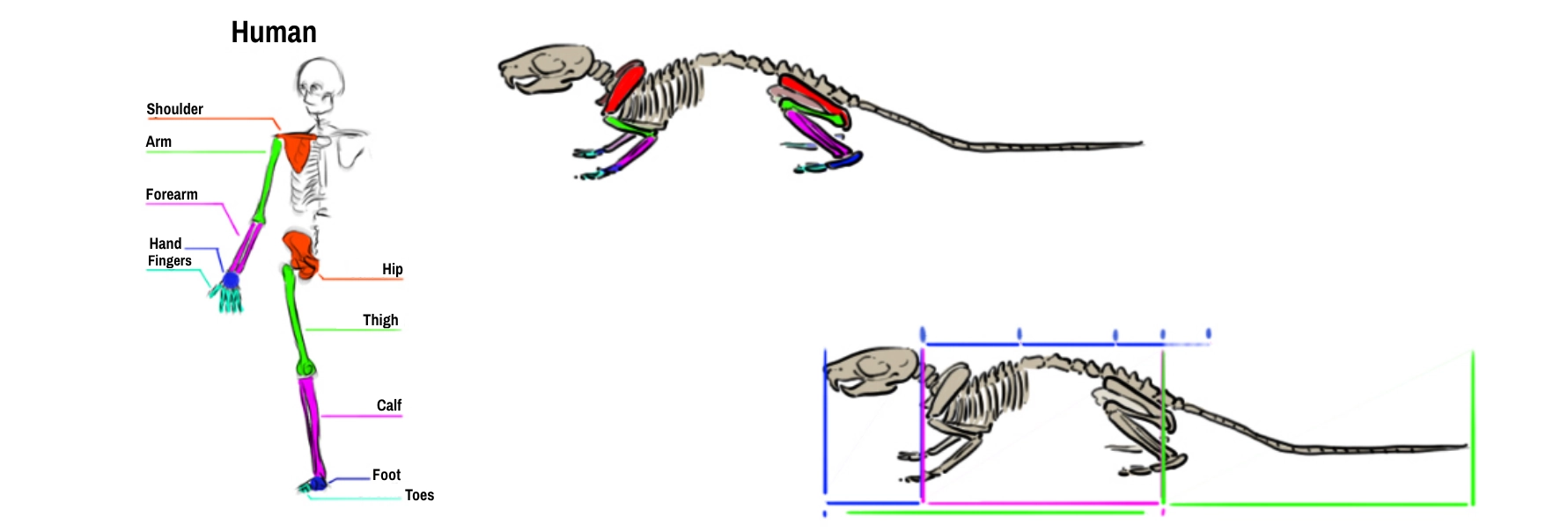 Mouse skeleton