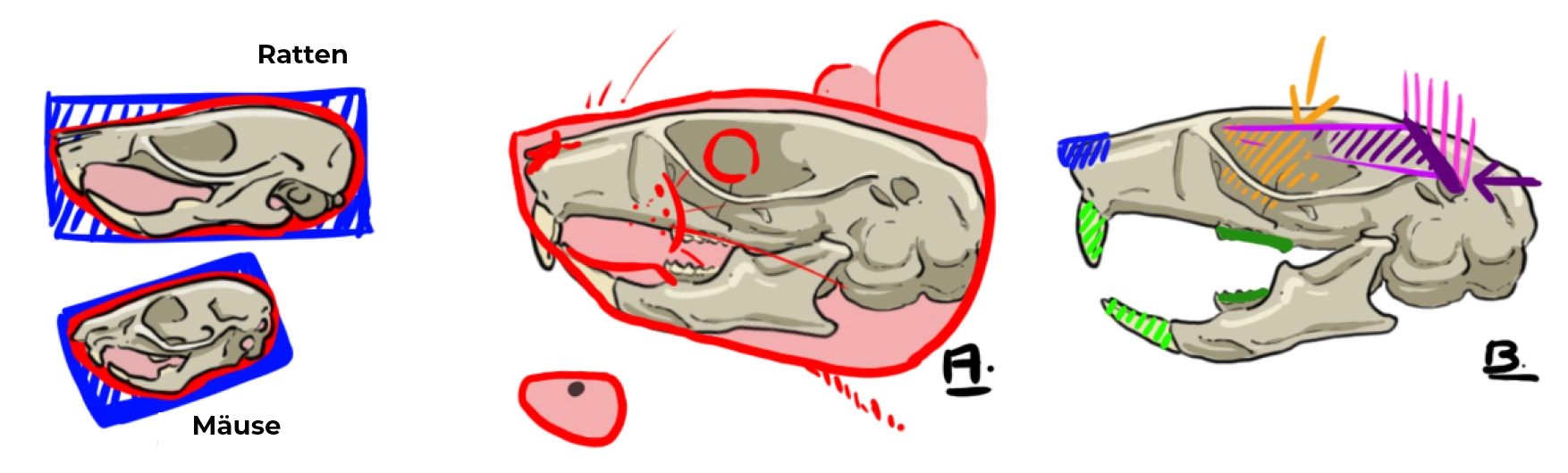 Schema des Mäuseschädels