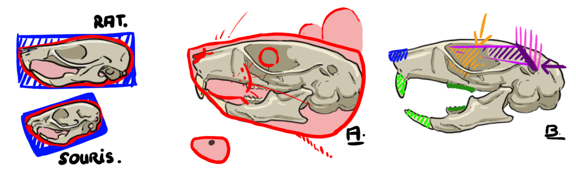 Schéma du crâne de la souris