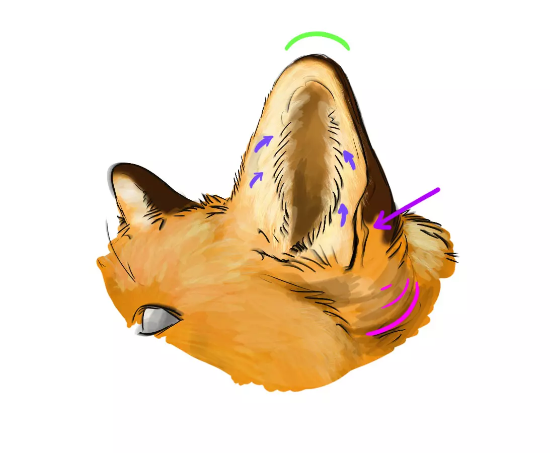 dessiner les oreilles d’un renard