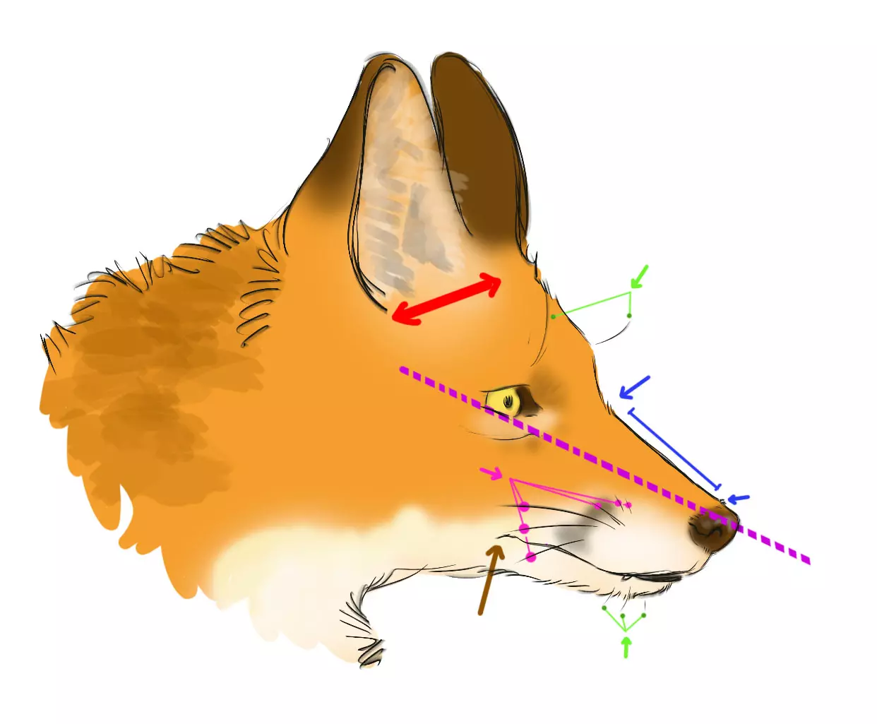 dessiner la tête d’un renard de profil