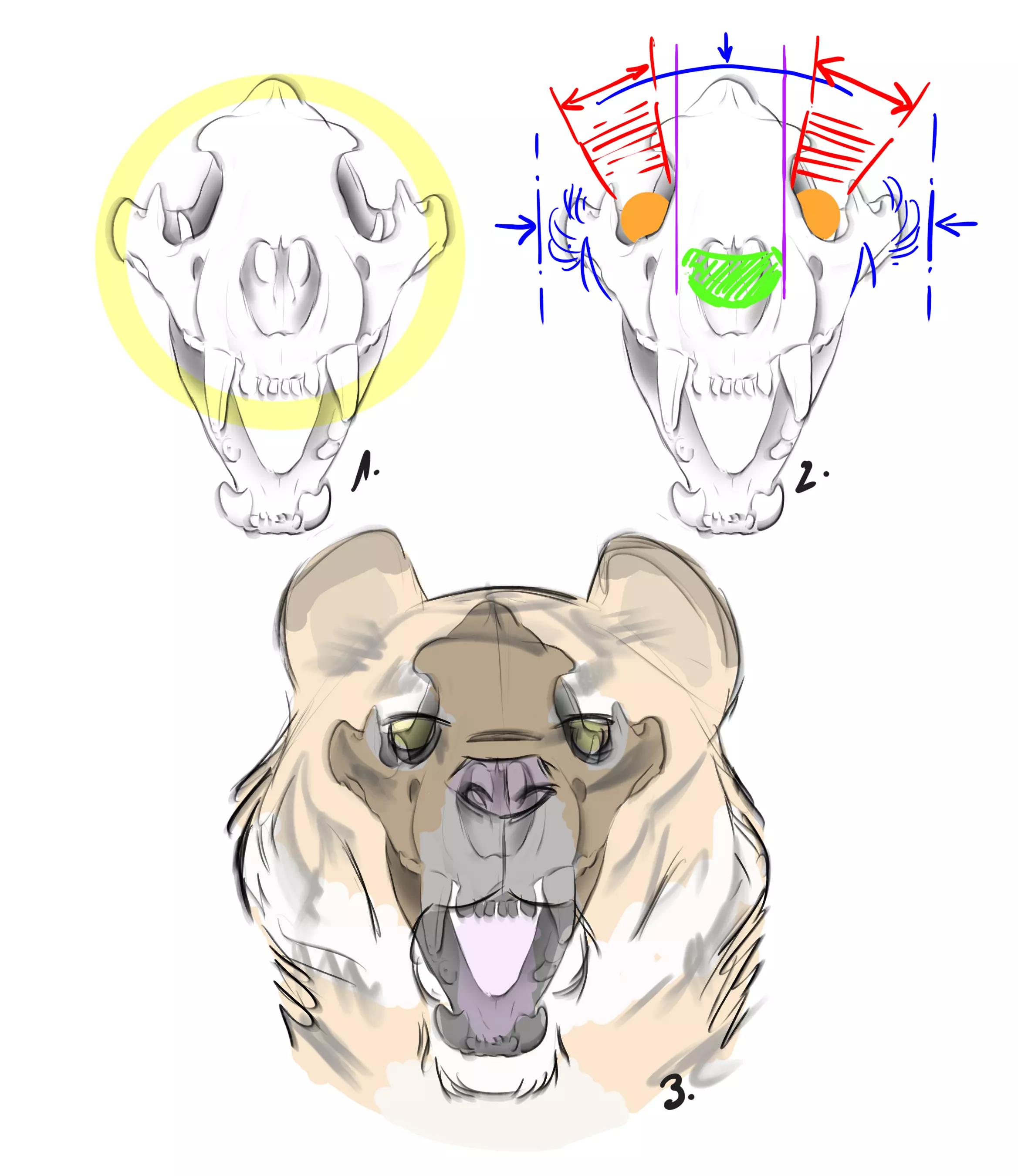 schéma du crâne d’un tigre vue de face