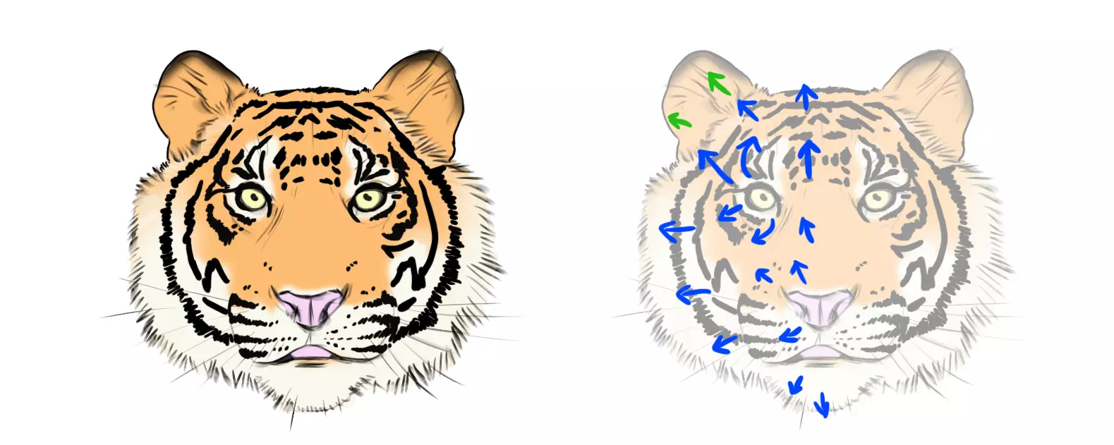 dessin des détails de la fourrure de la tête d’un tigre