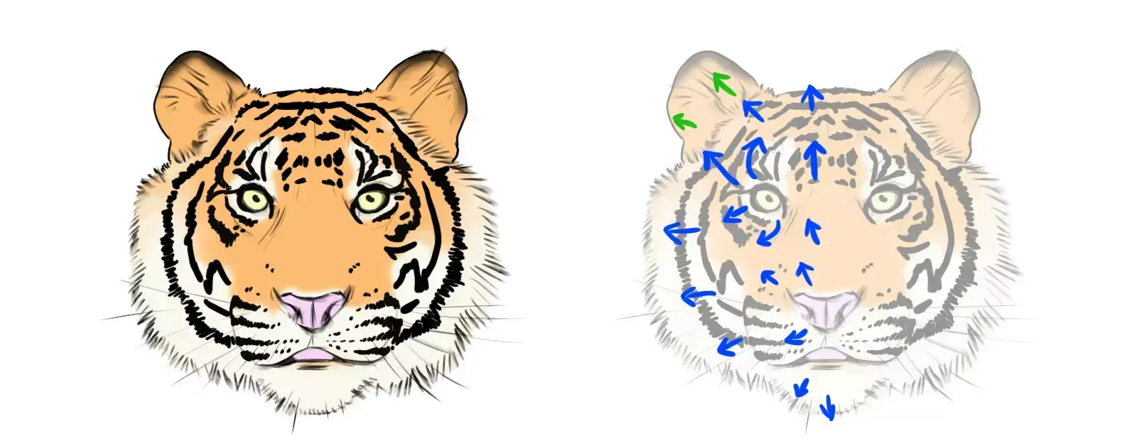 Comment Dessiner Une T te De Tigre R aliste Blog Dessindigo