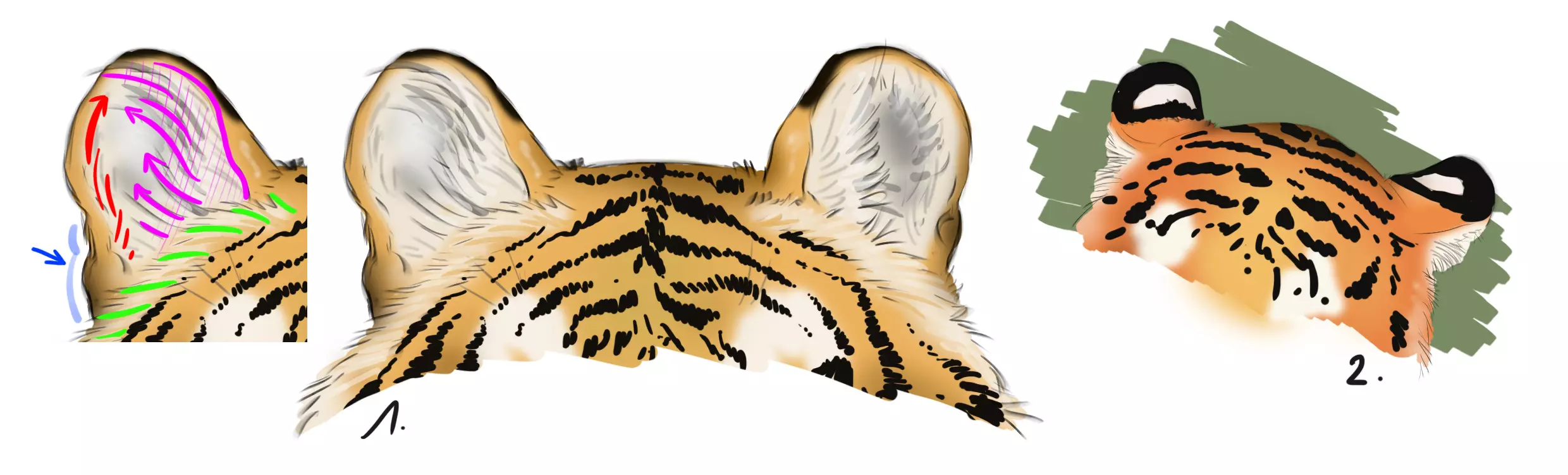dessin des oreilles d’un tigre