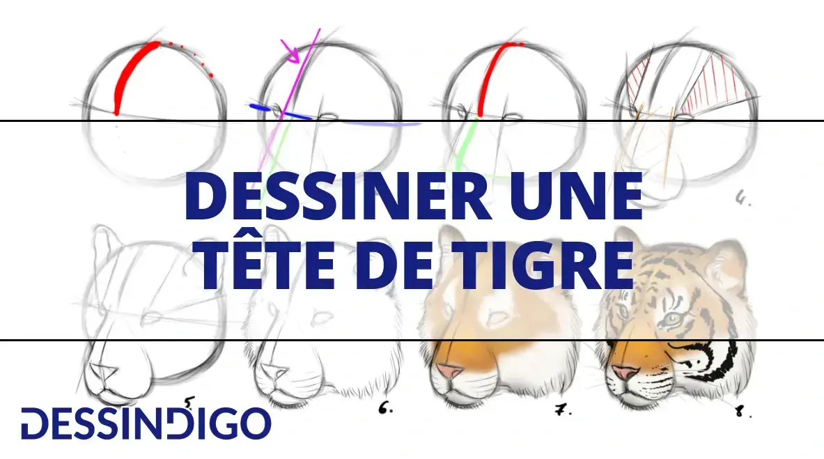 Comment Dessiner Une T te De Tigre R aliste Blog Dessindigo