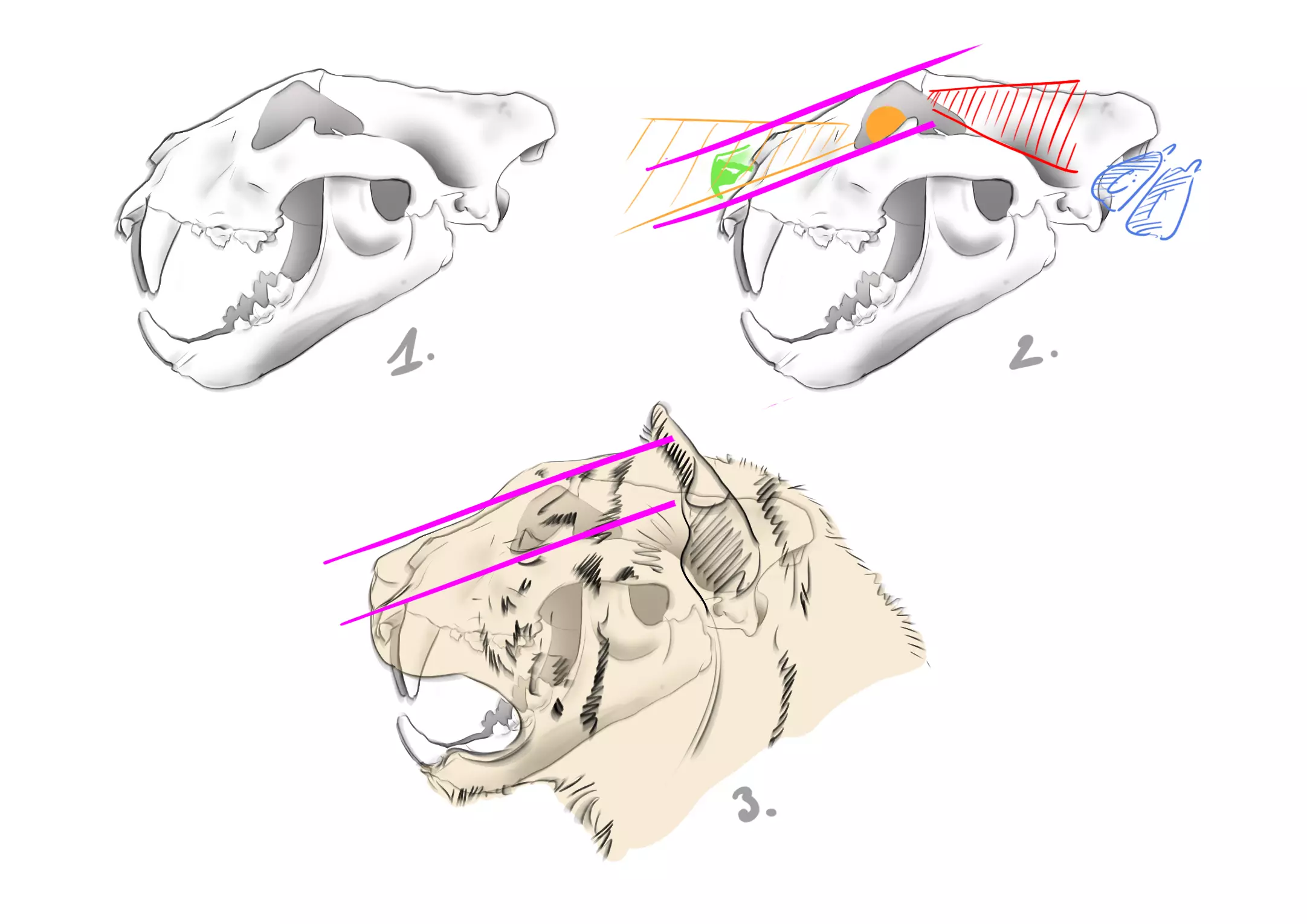 schéma du crâne d’un tigre