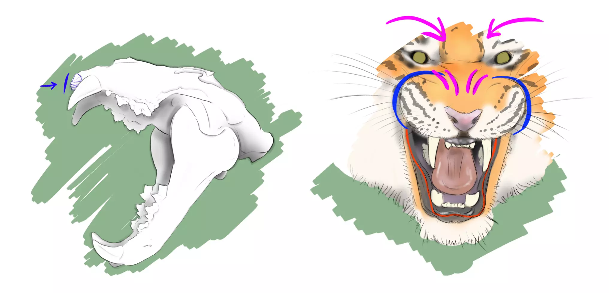 schéma de la gueule ouverte d’un tigre