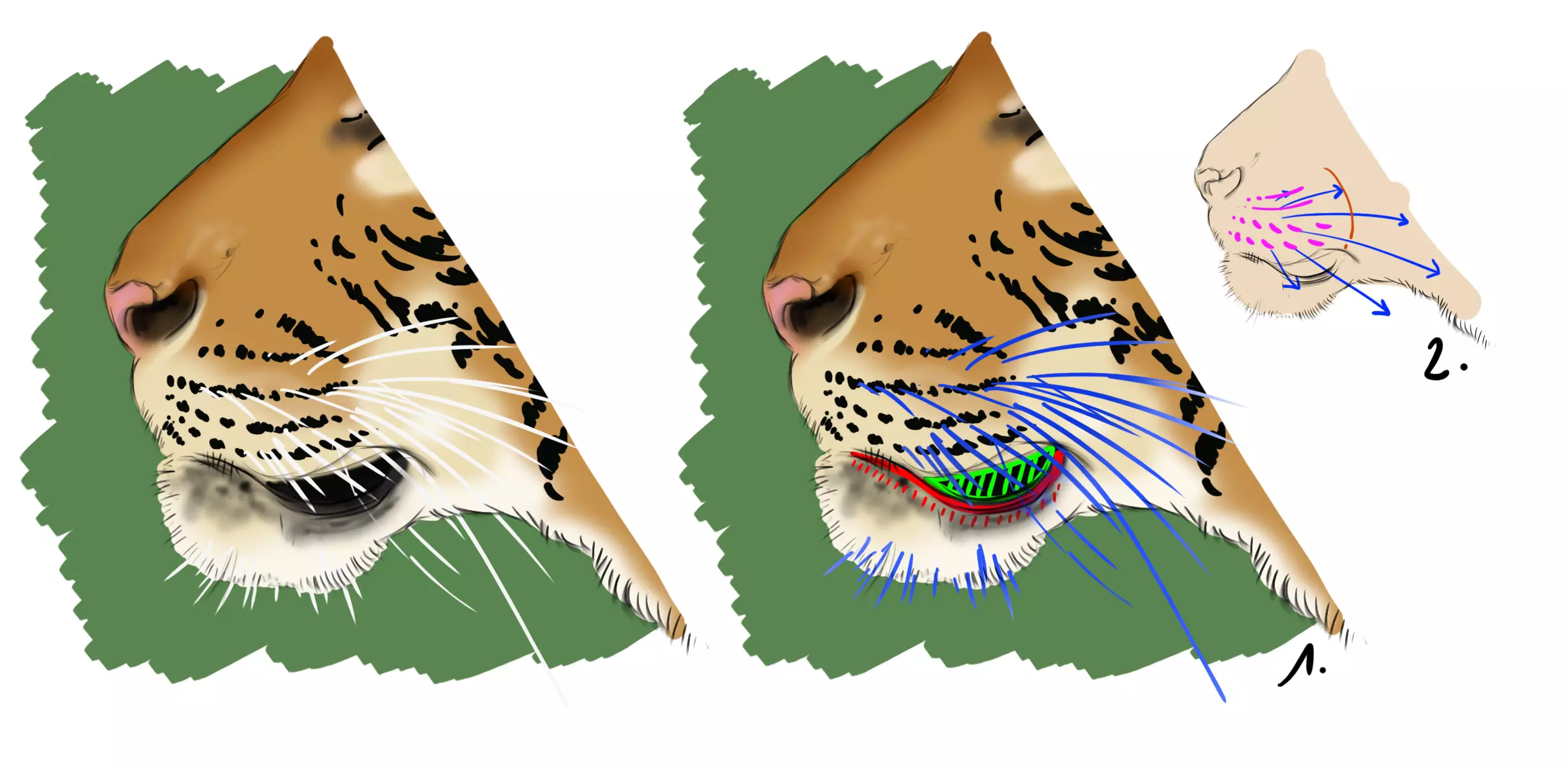 schéma de la moustache d’un tigre