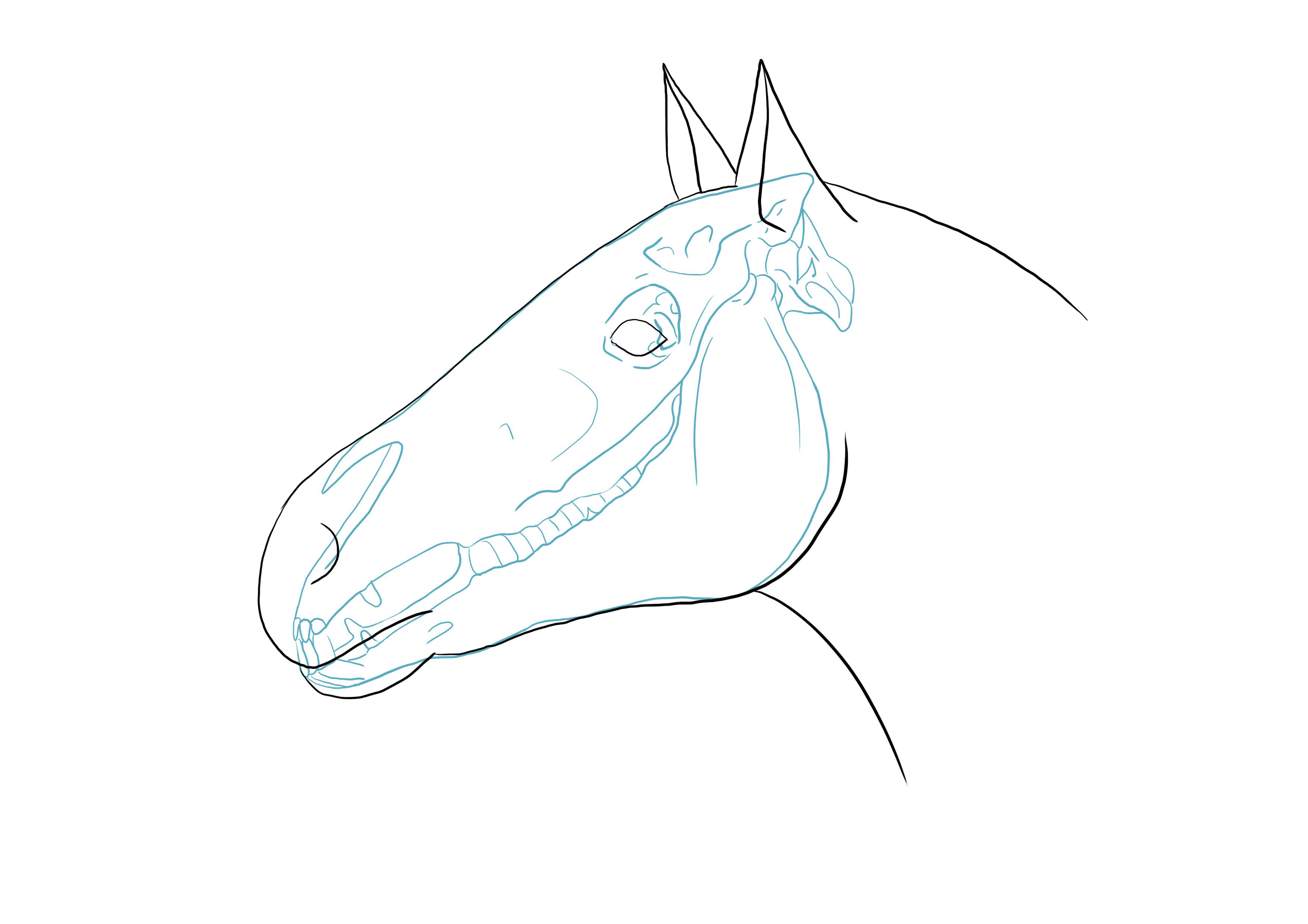 dessiner le naseau et l’œil du cheval