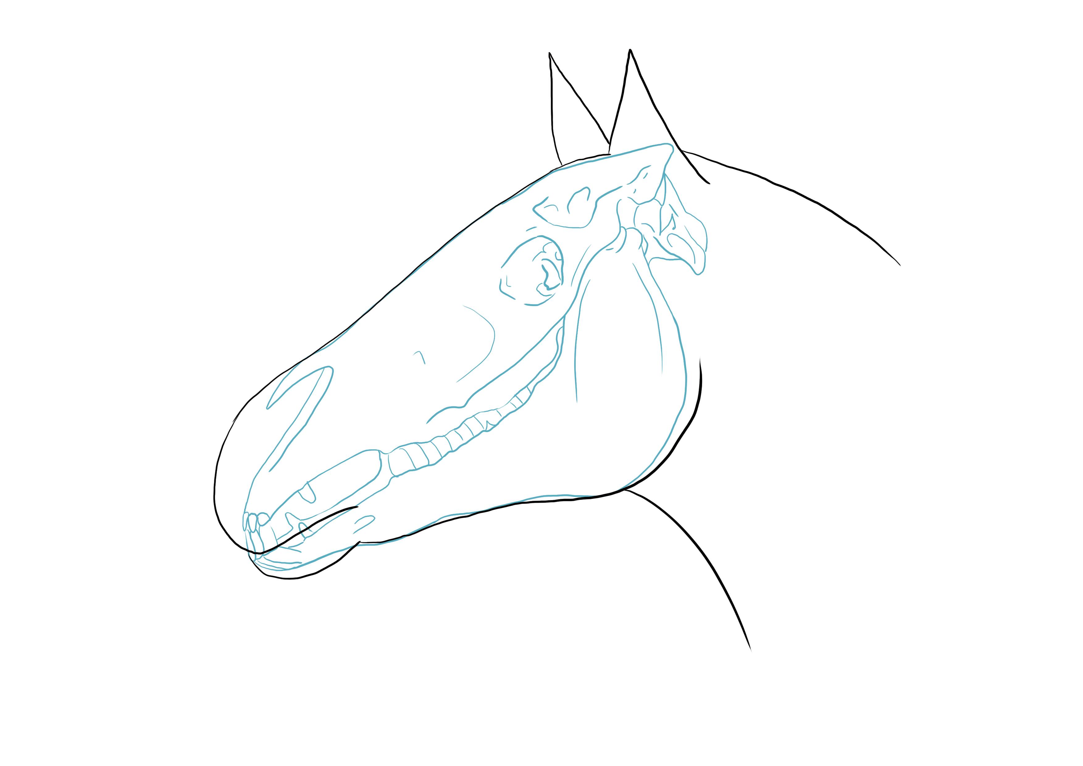 dessiner les oreilles du cheval