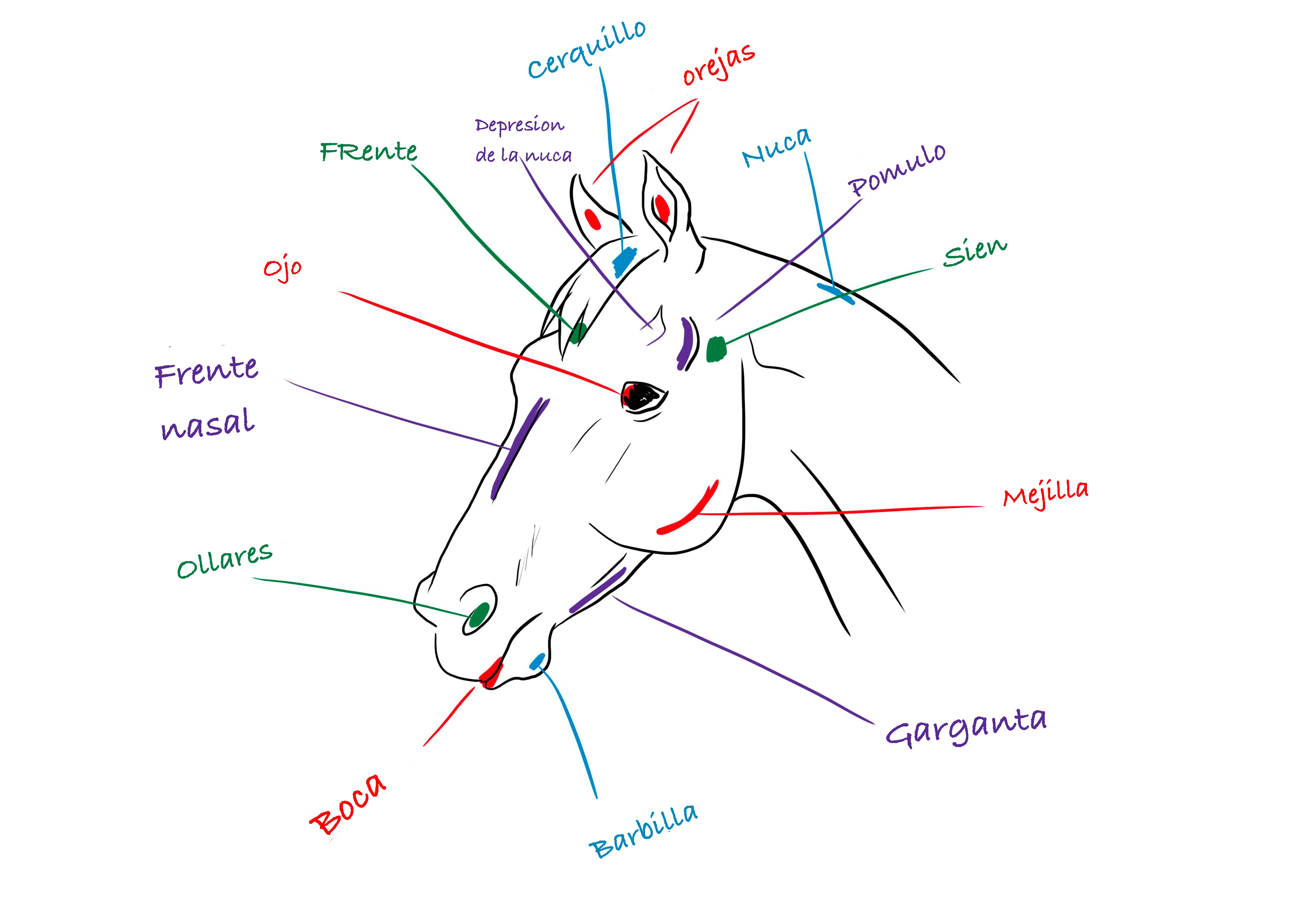 ilustración esquemática de una cabeza de caballo
