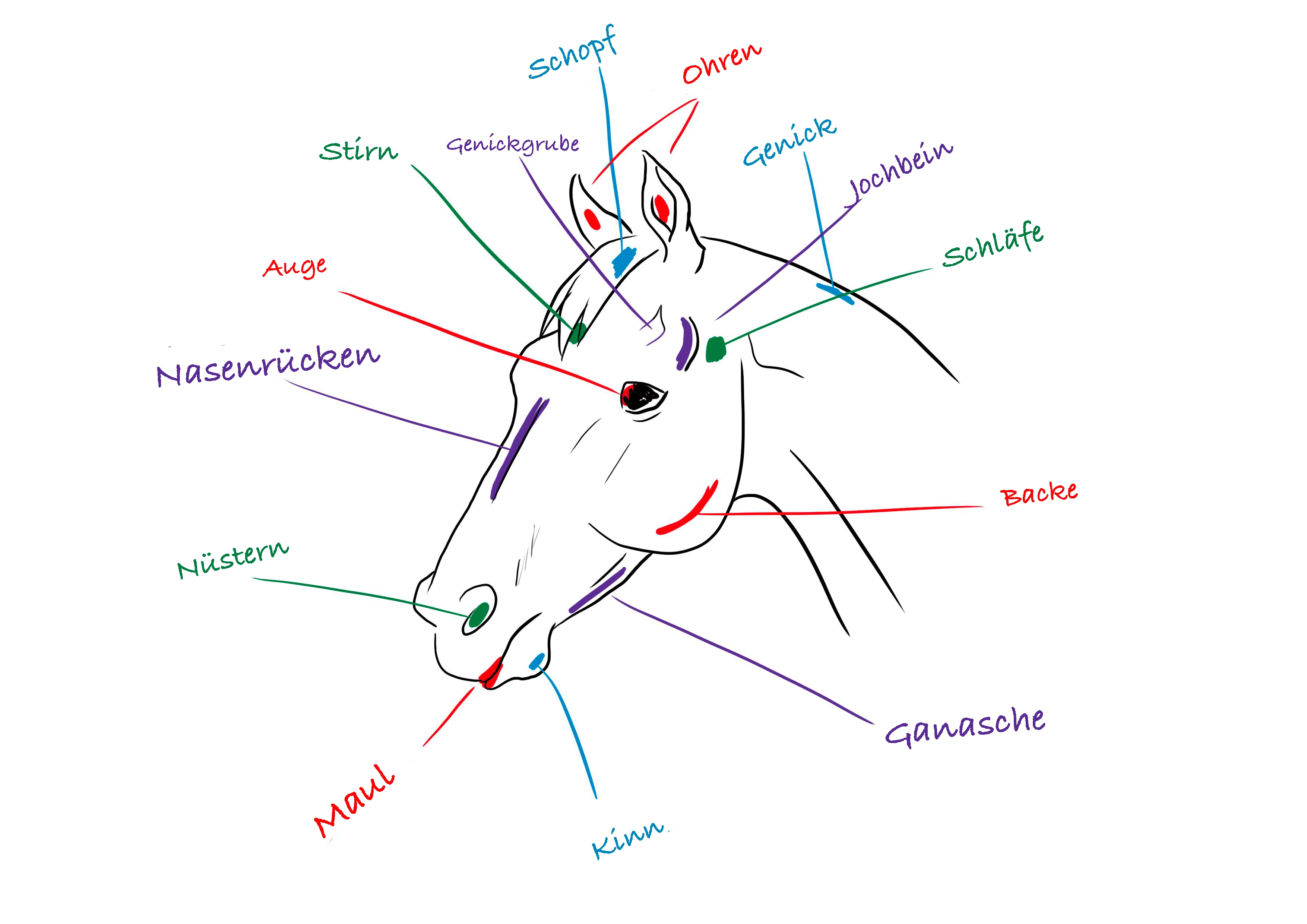 schematische Illustration eines Pferdekopfs