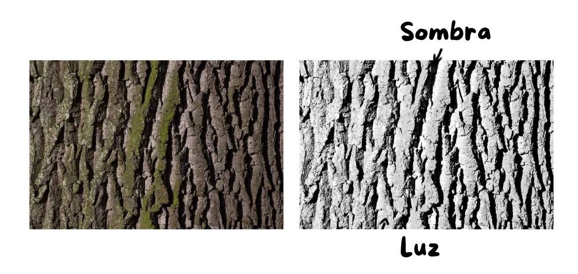 la sombra y la luz de una foto de árbol para entender su textura