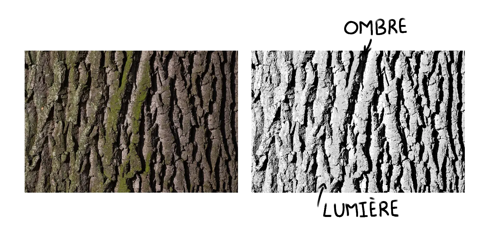 l’ombre et la lumière d’une photo d’arbre pour comprendre sa texture