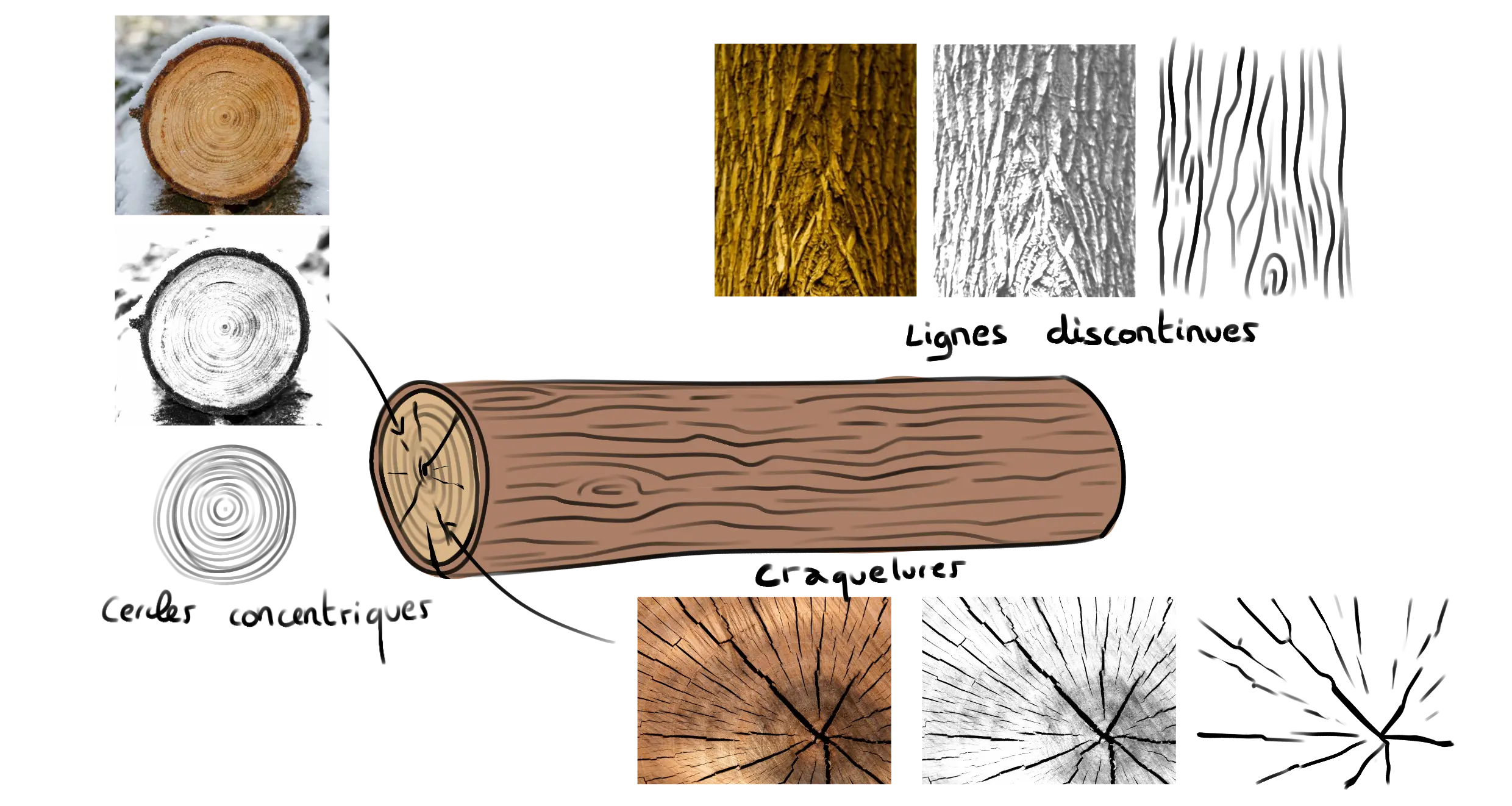 schéma d’un rondin de bois pour dessiner sa texture