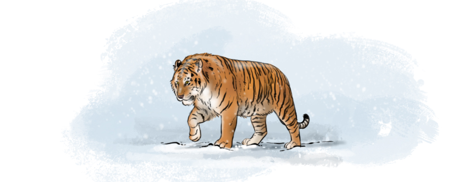 dessin final du tigre