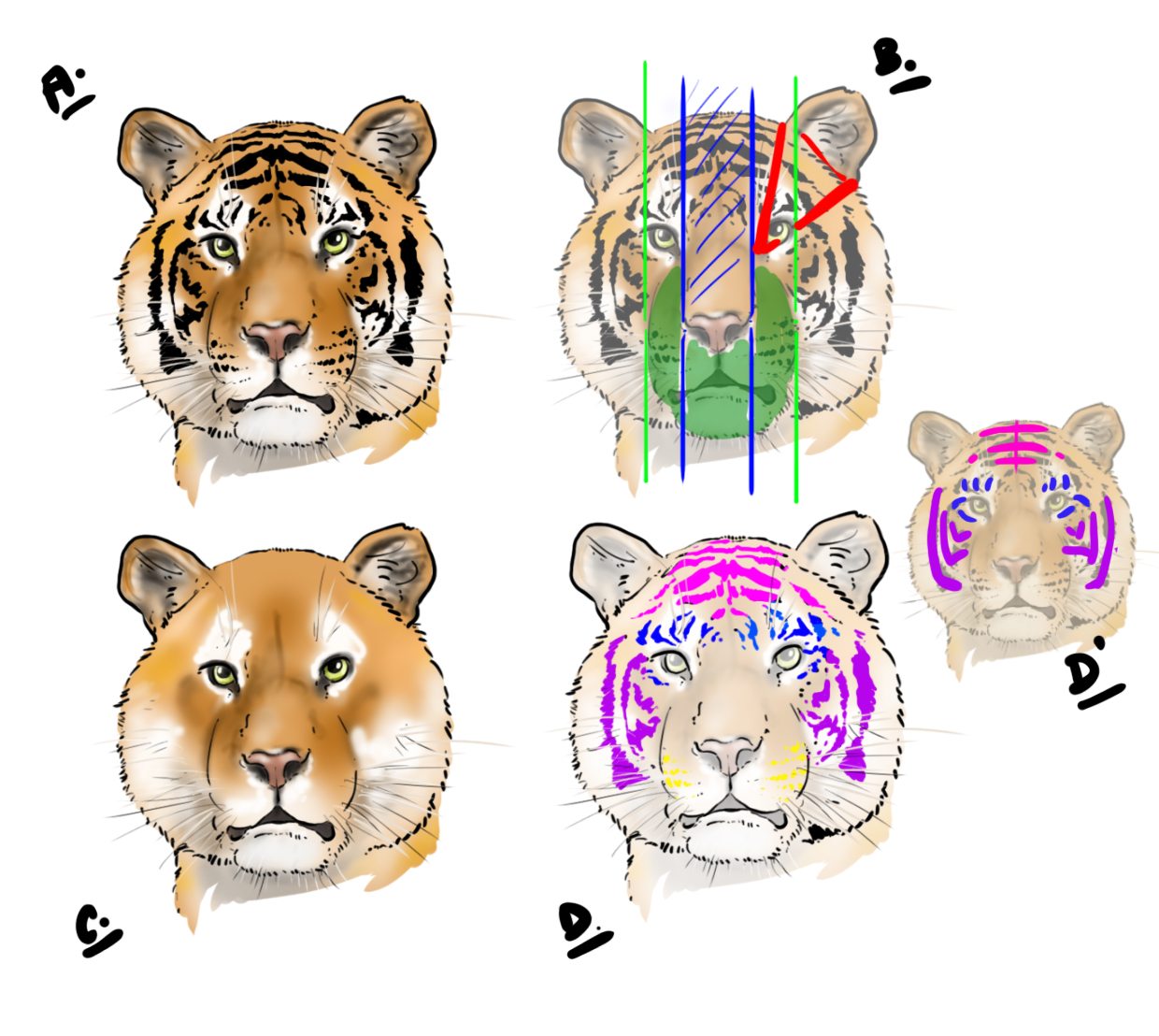 dessiner la tête du tigre de face