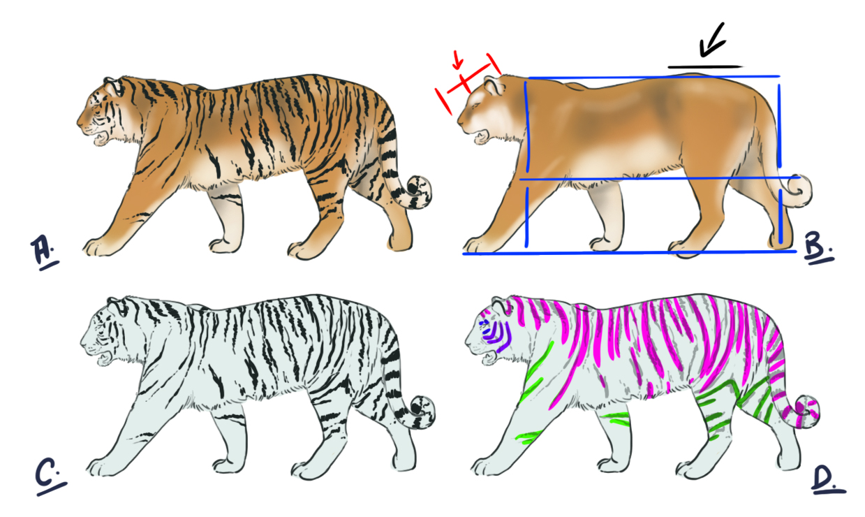 dessiner un tigre en vue de profil