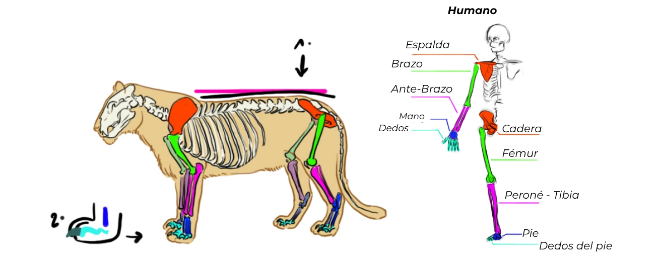 esquema del esqueleto del tigre