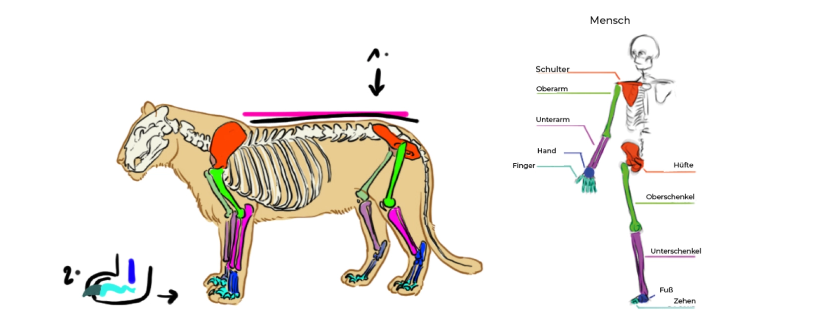 Schema des Tigerskeletts