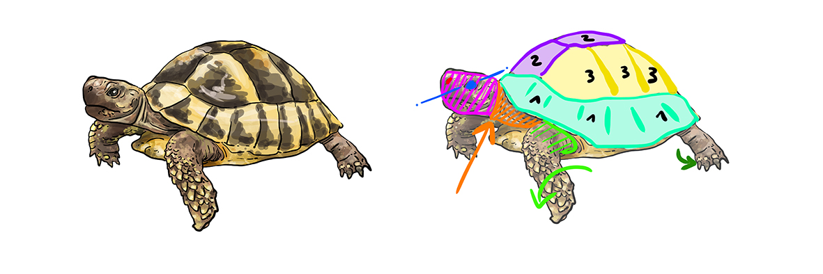 récapitulatif des différents éléments pour le dessin de la tortue