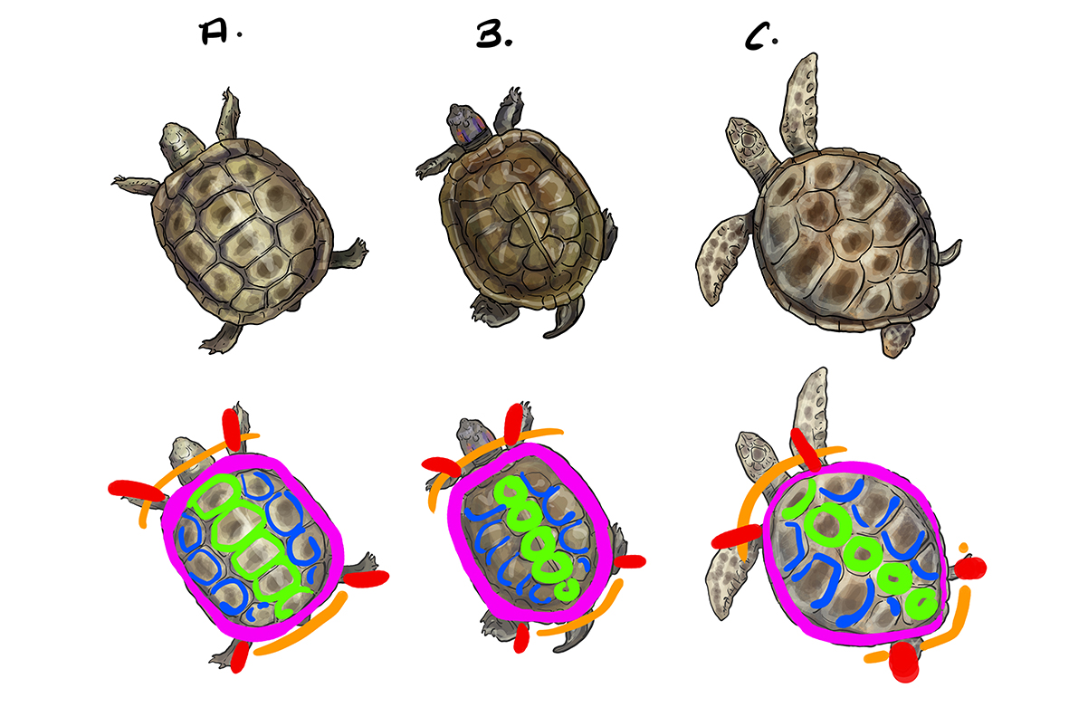 dessiner la structure de différents types de carapaces de tortue