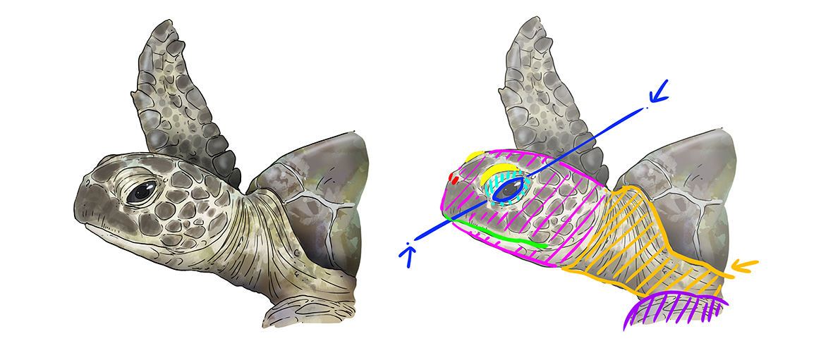 dessiner la tête d’une tortue marine