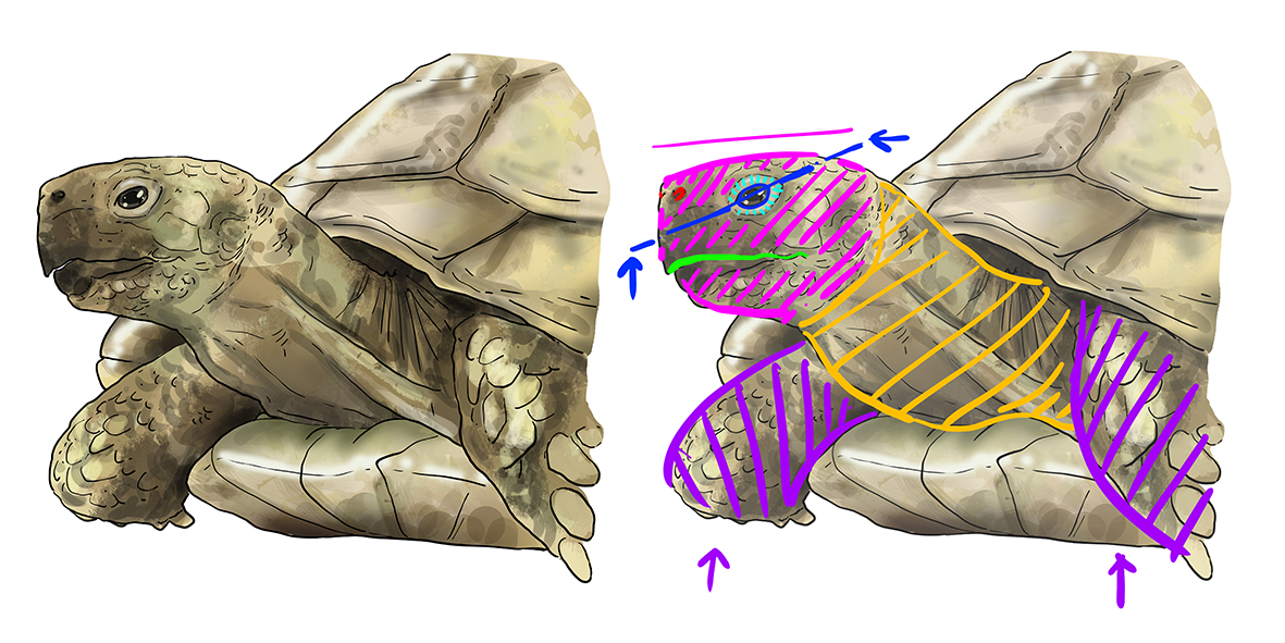 dessiner la tête d’une tortue terrestre
