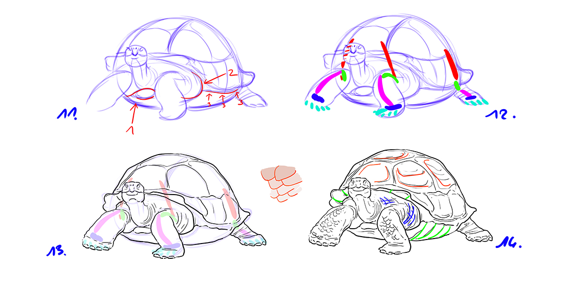 dessiner une tortue étape 3