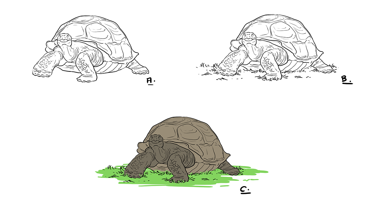 dessiner une tortue étape 4