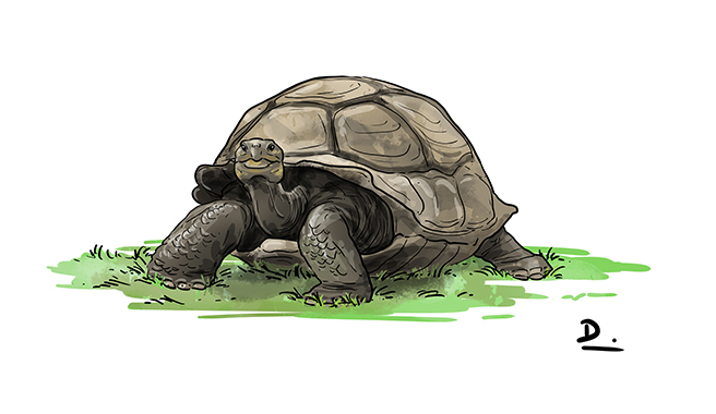 comment dessiner une tortue