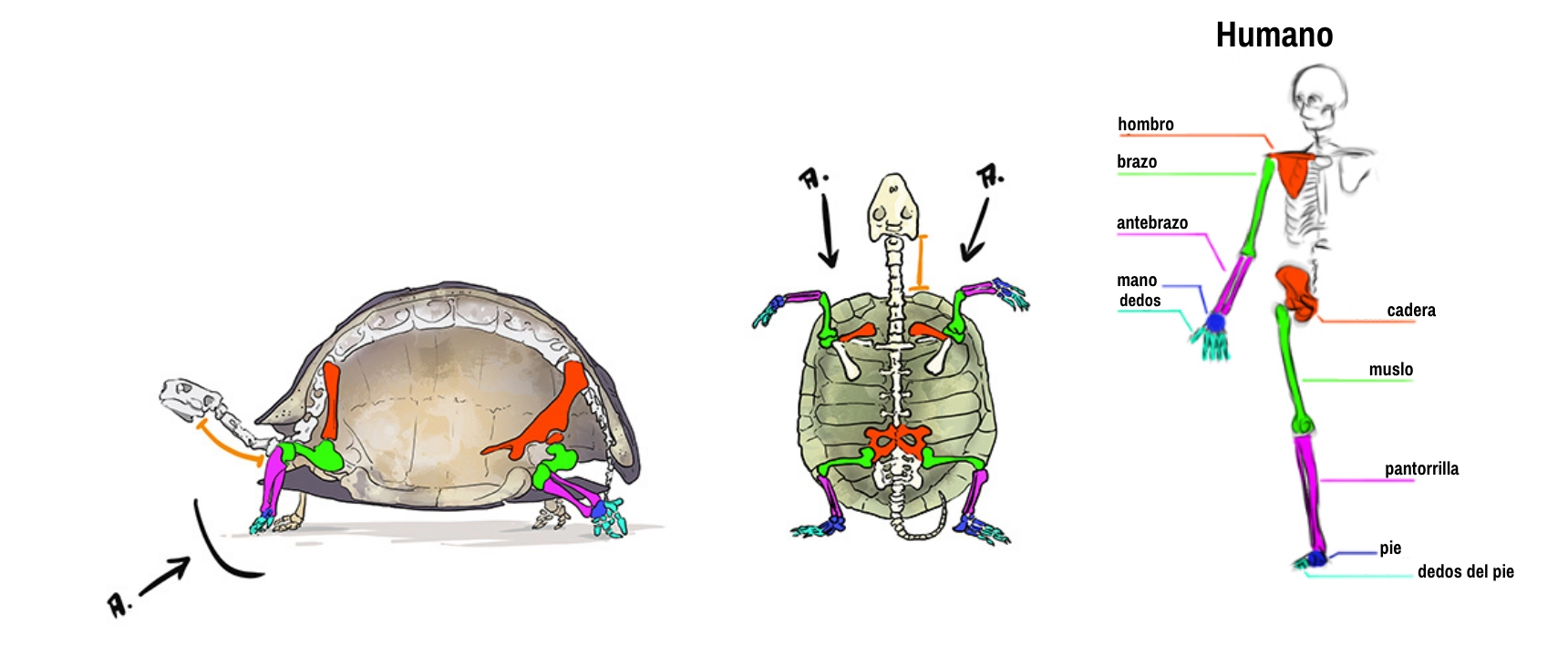 Esquema comparativo de las diferencias entre el esqueleto humano y el esqueleto de una tortuga desde el punto de vista del dibujo